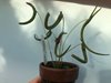 Pleurothallis dilemma